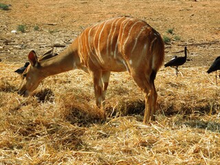antelope