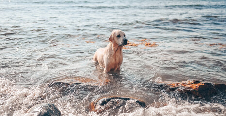 Obraz premium Happy cheerful golden retriever swimming running jumping plays with water on the sea coast in summer.