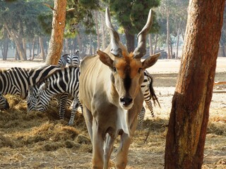 antelope