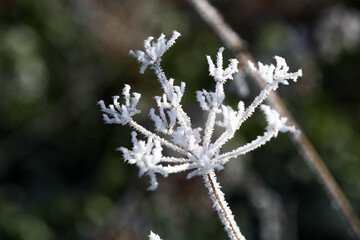 Eis und Raureif auf Pflanzen und Bl&auml;ttern