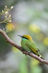 bee eater bird