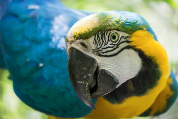 Portrait of a beautiful blue and yellow macaw ( ara ararauna).