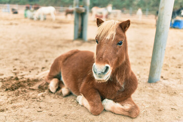 Adorable pony relaxing lying down at the farm © Krakenimages.com