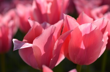 Fototapeta premium flowers