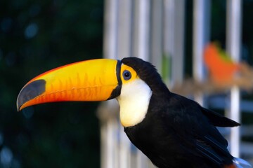 toucan on a black background