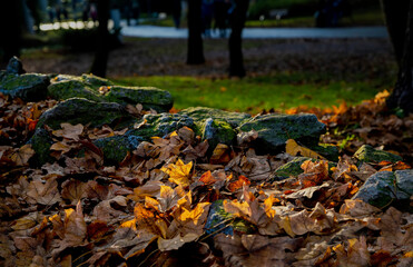 Obraz premium Fallen yellow leaves in autumn in the park