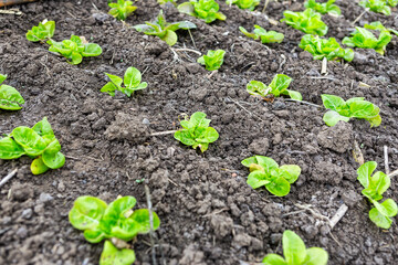 Lettuce seedlings planted in greenhouse, Agriculture concept