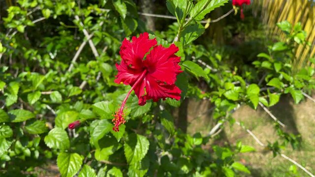 Hibiscus is a genus of flowering plants in the mallow family, Malvaceae. 
