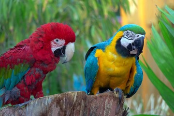 blue and yellow macaw
