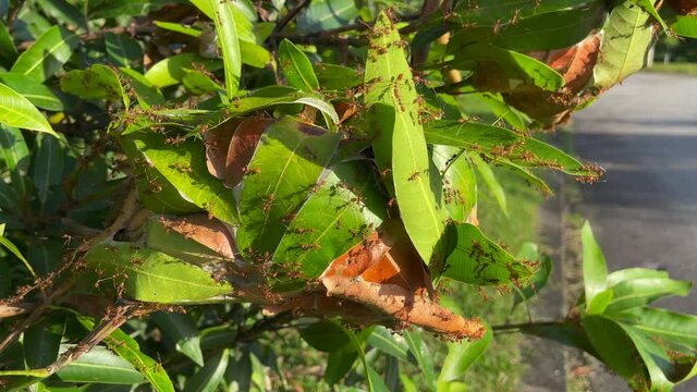 Weaver ants or green ants (genus Oecophylla) are eusocial insects of the family Formicidae (order Hymenoptera).