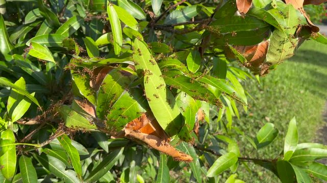 Weaver ants or green ants (genus Oecophylla) are eusocial insects of the family Formicidae (order Hymenoptera).