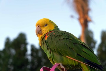 red and yellow macaw