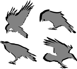 Vector ravens silhouette