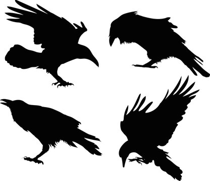 Vector ravens silhouette - vector art