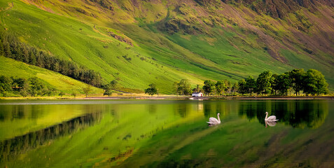 Obraz premium Swan on Buttermere. 