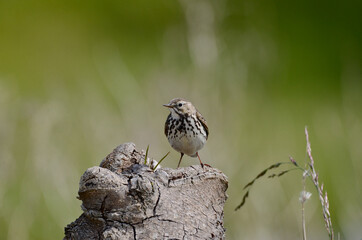Meadow Pipit - Anthus pratensis Bird