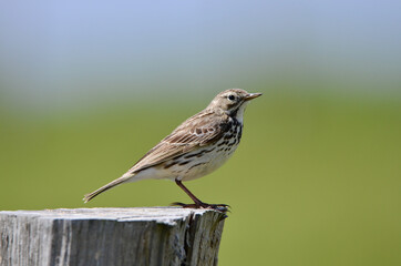 Meadow Pipit - Anthus pratensis Bird