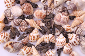 These are snail shell on white background