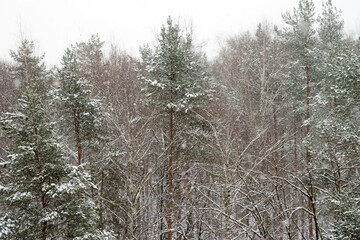 Coniferous forest in winter during snowfall
