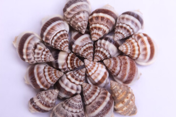 These are snail shell on white background