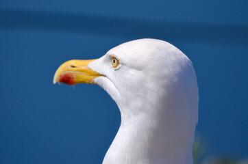 Seagull Close