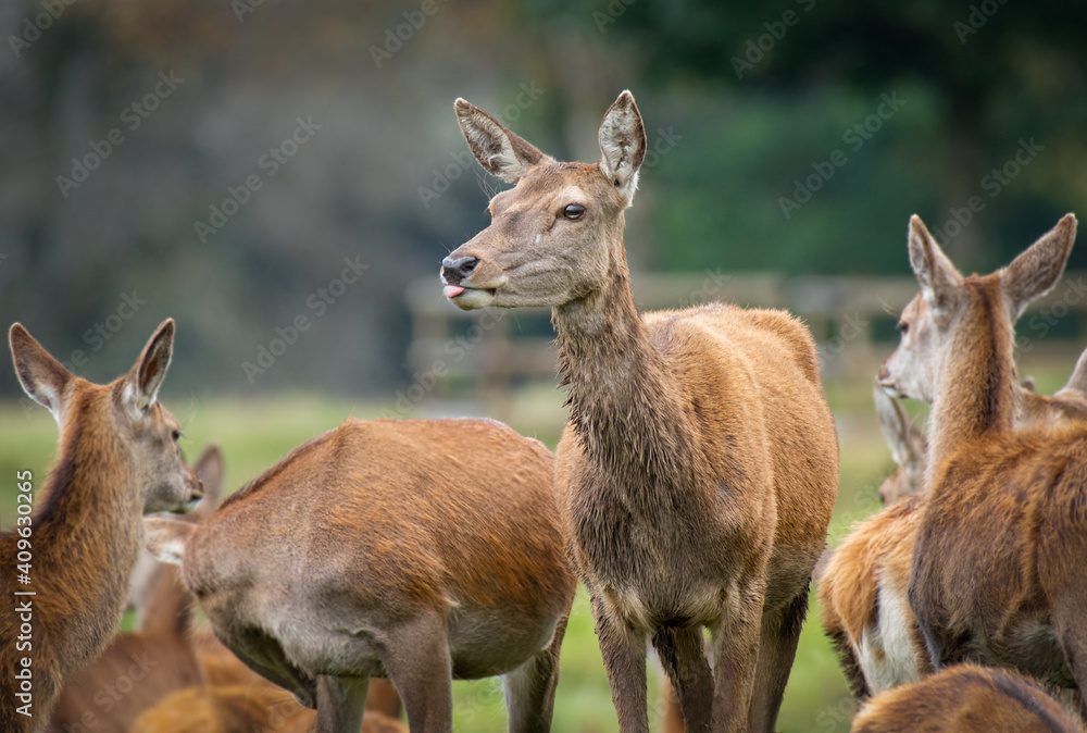 Aufkleber a red deer doe standing in a hers. she is looking left and had her tongue out. a red deer with attit