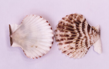 These are snail shell on white background