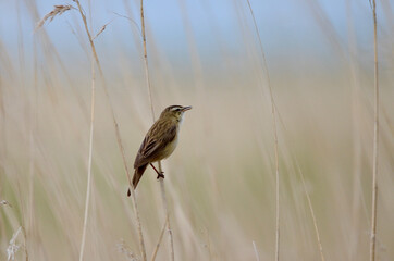 Bird On A Branch - Schilfrohrsänger