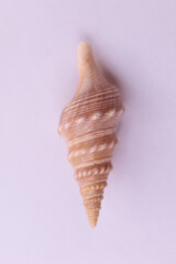 These are snail shell on white background