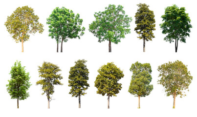 Isolated trees collection on white background