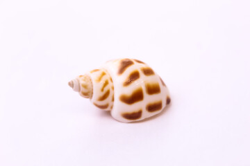 These are snail shell on white background