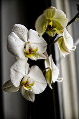 orchidea 3