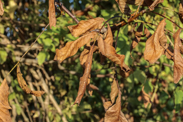Vertrocknete Blätter des Walnussbaumes, Juglans regia