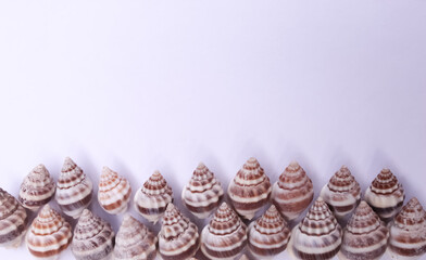 These are snail shell on white background