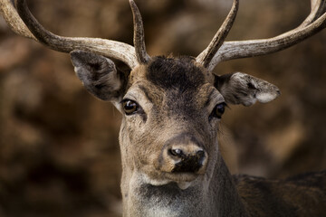 Selective focus shot of a deer