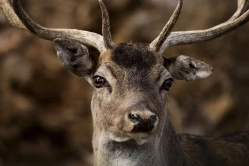 Fotobehang Selective focus shot of a deer © Andrea David/Wirestock
