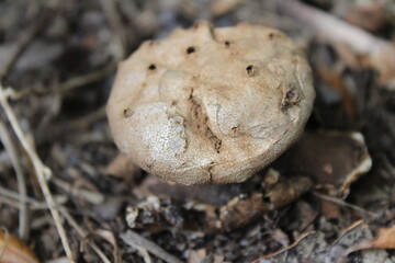 A brown earthstar mushroom (myriostoma coliforme) growing on the ground in soil. This earthstar mushroom was found growing in Florida.