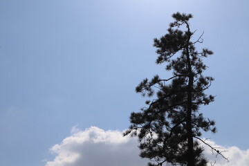 sky and tree