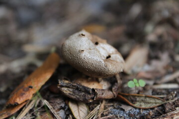 A brown earthstar mushroom (myriostoma coliforme) growing on the ground in soil. This earthstar mushroom was found growing in Florida.