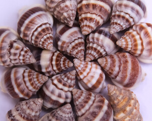 These are snail shell on white background