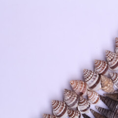 seashells on white background