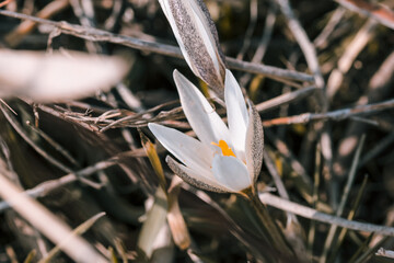  Spring Flower in Sunlight. Outdoor Nature