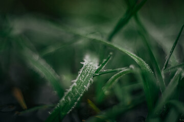 Frosen nature