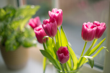 Pink tulips on windowsill with natural light background