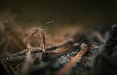 Frosen nature