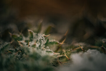 Frosen nature