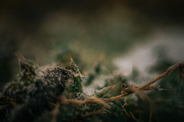 Frosen nature