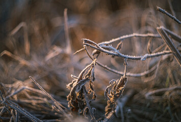 Frosen nature