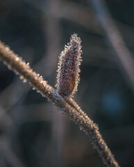 Frosen nature