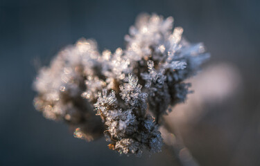 Frosen nature
